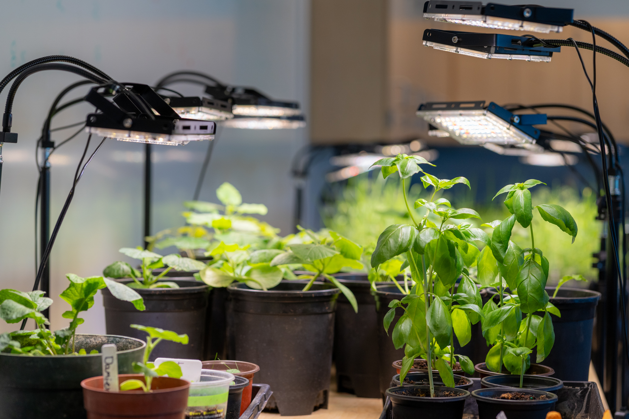 plants growing under lights